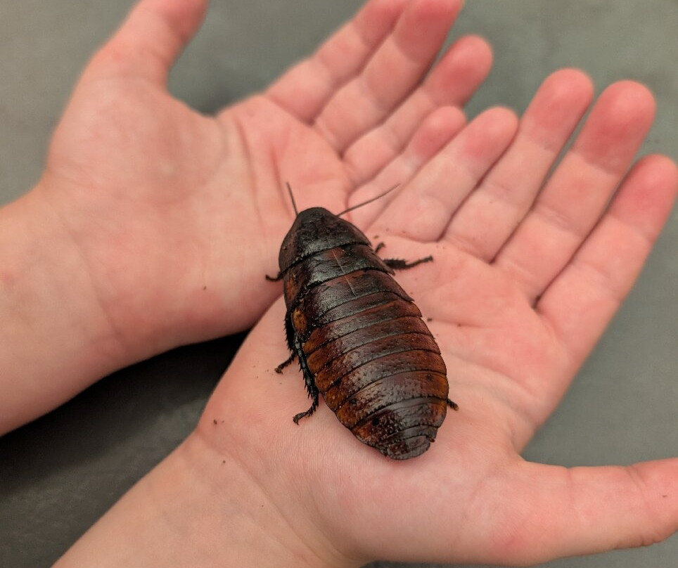 The Bug Parc景点图片