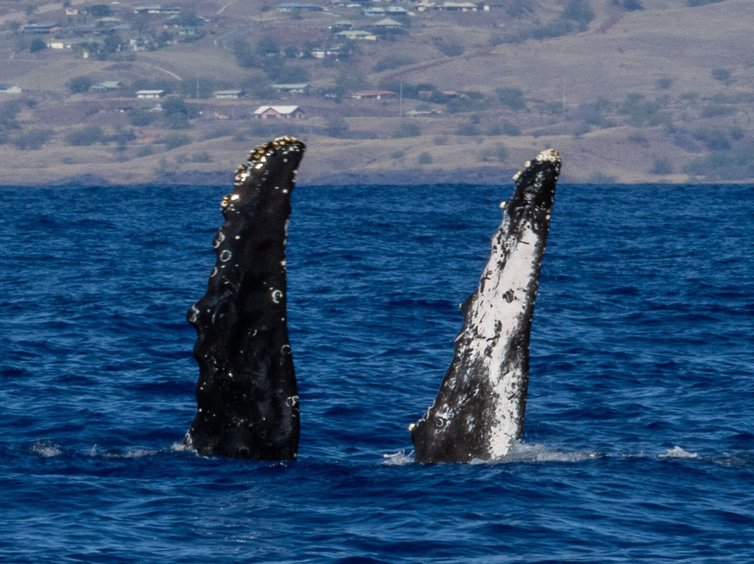 Adventure X Boat Tours-卡慕也拉必去景点