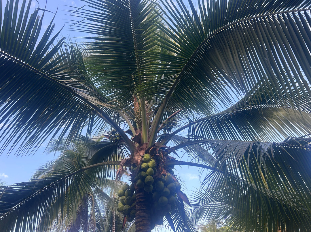 Kalkonu Travel-Ciudad Colon必去景点