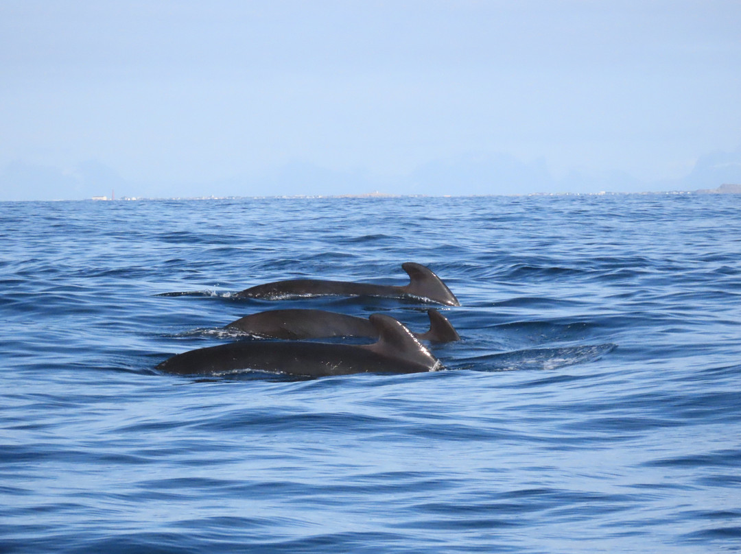 Whale2sea Whalesafari Andenes-Andenes必去景点