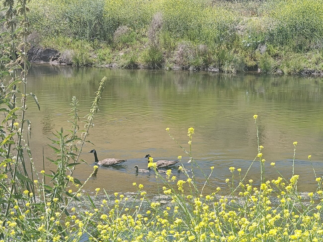 Kern River Parkway Trail-贝克斯菲尔德必去景点