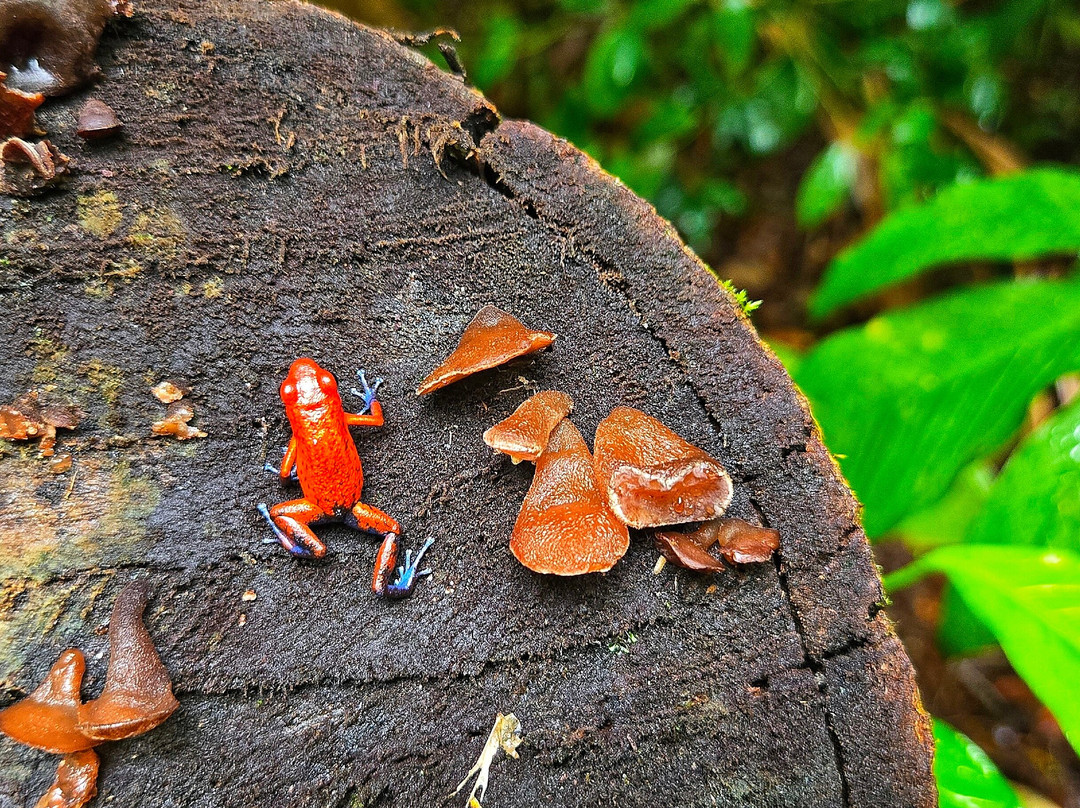 Tortuguero Adventures-托图杰多必去景点