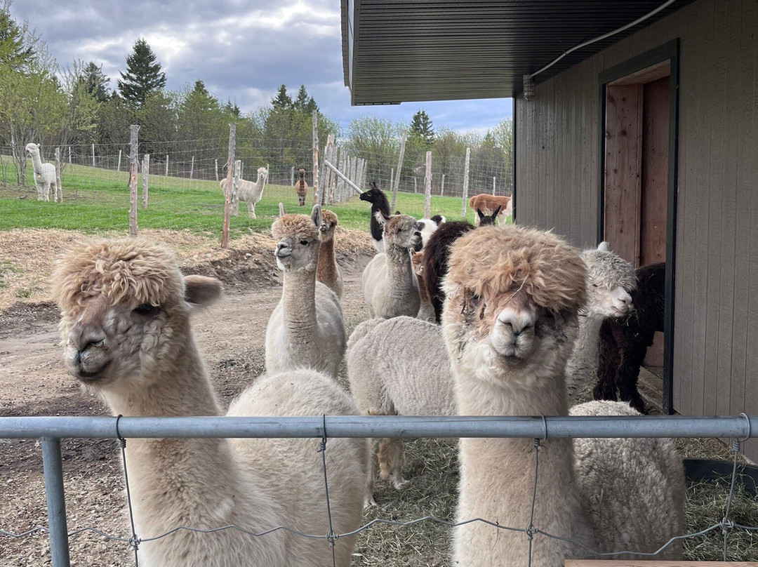 Alpacas Charlevoix-Les Eboulements必去景点