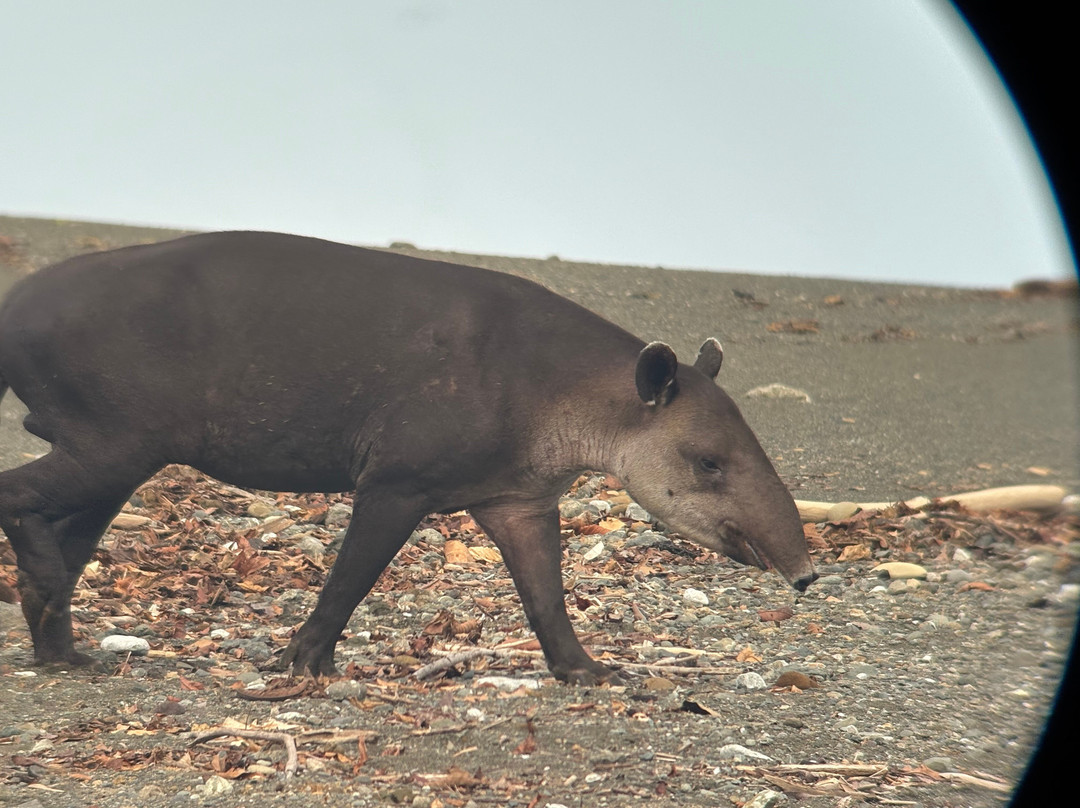 Jaguar Corcovado Tours-希门尼斯港必去景点