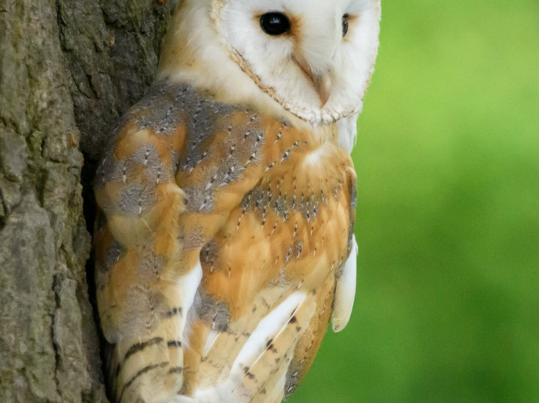 Mercer Falconry Raptor Park-Farnsfield必去景点