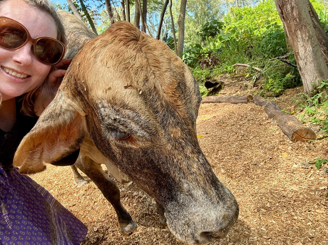 Krishna Cow Sanctuary景点图片