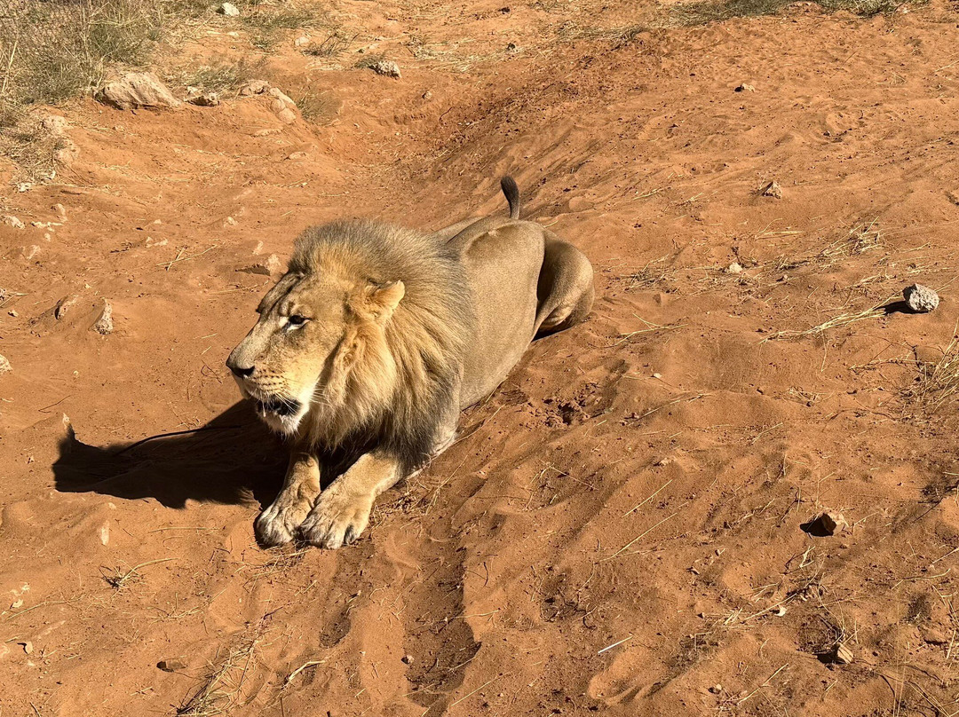 Harnas Wildlife Foundation-Gobabis必去景点