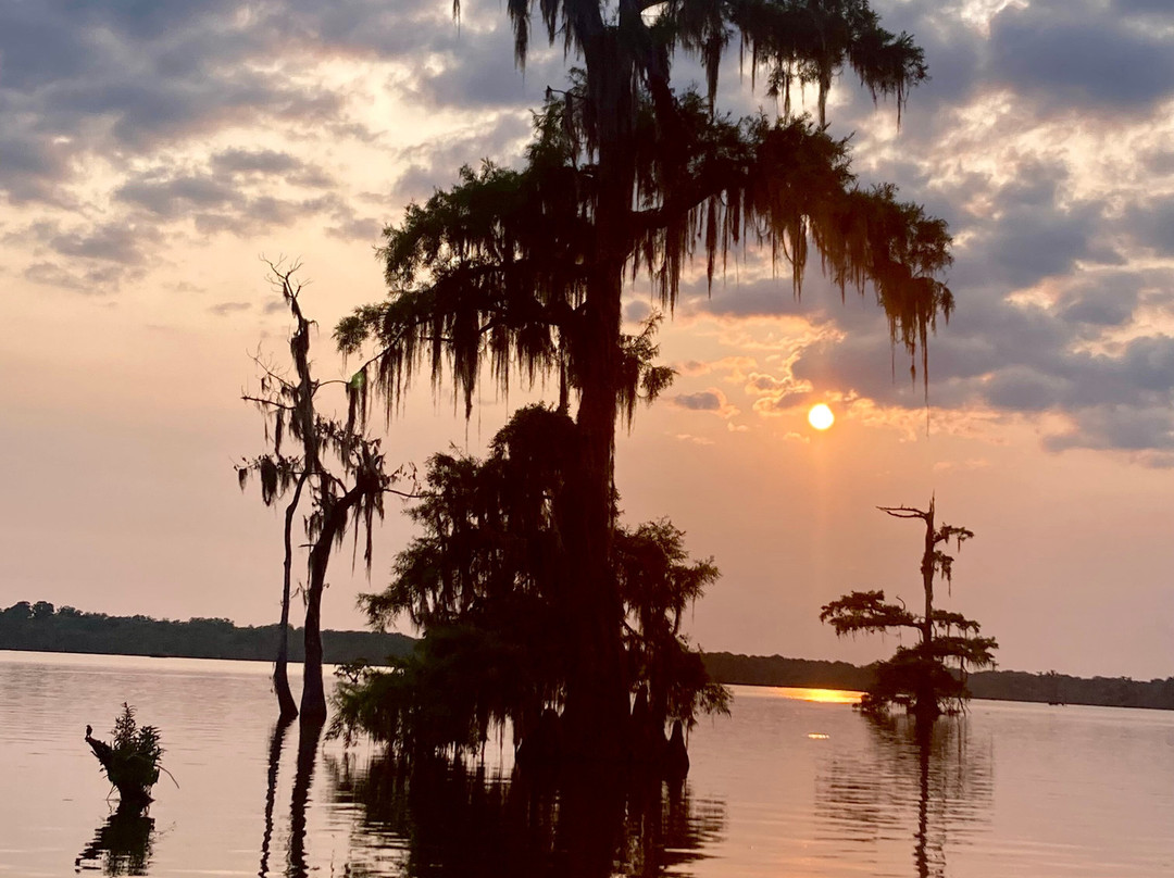 Louisiana Swamp Tours景点图片