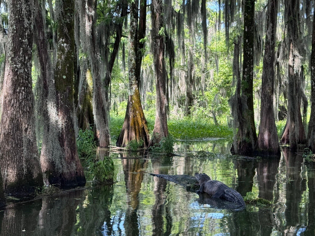 Champagne's Cajun Swamp Tours景点图片
