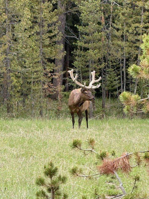 Yellowstone Scenic Tours-大斯凯必去景点