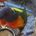 Lorikeets
