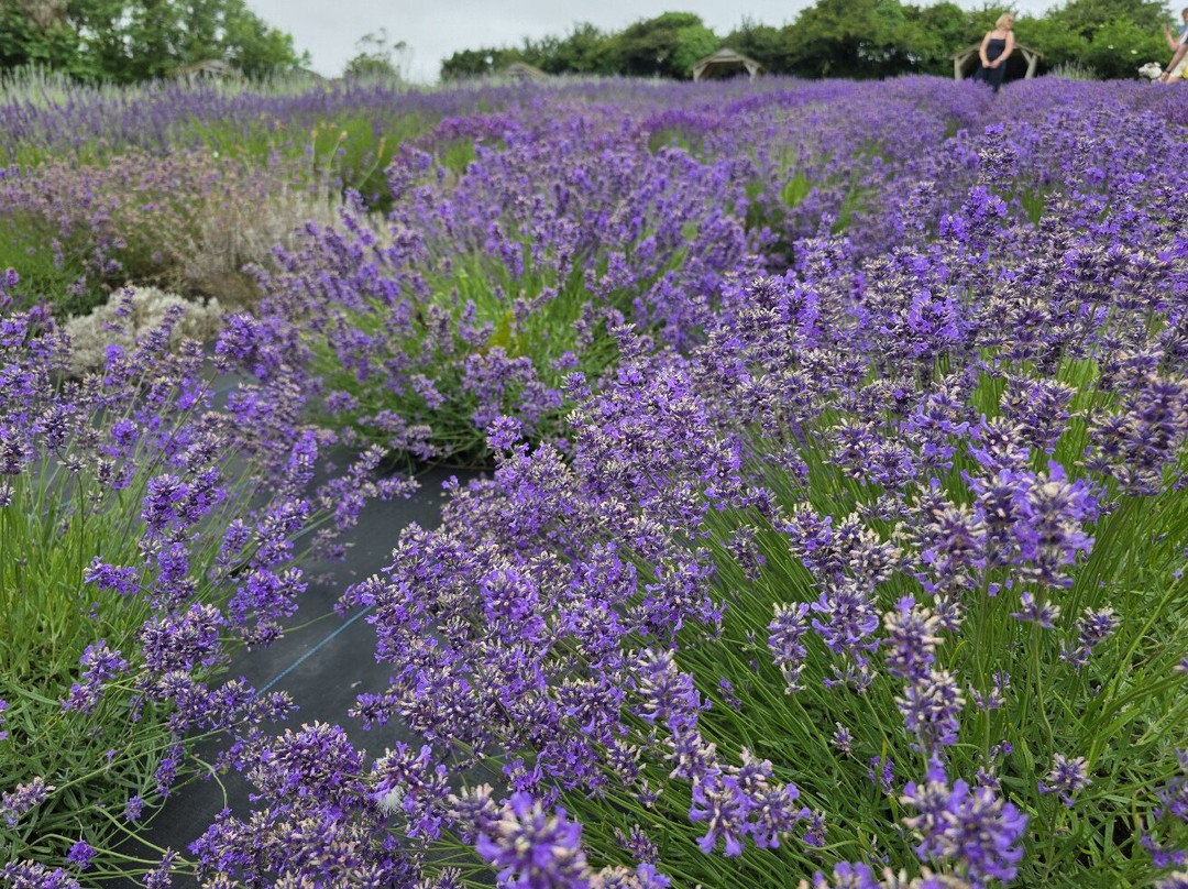 Cornish Lavender-佩伦波思必去景点
