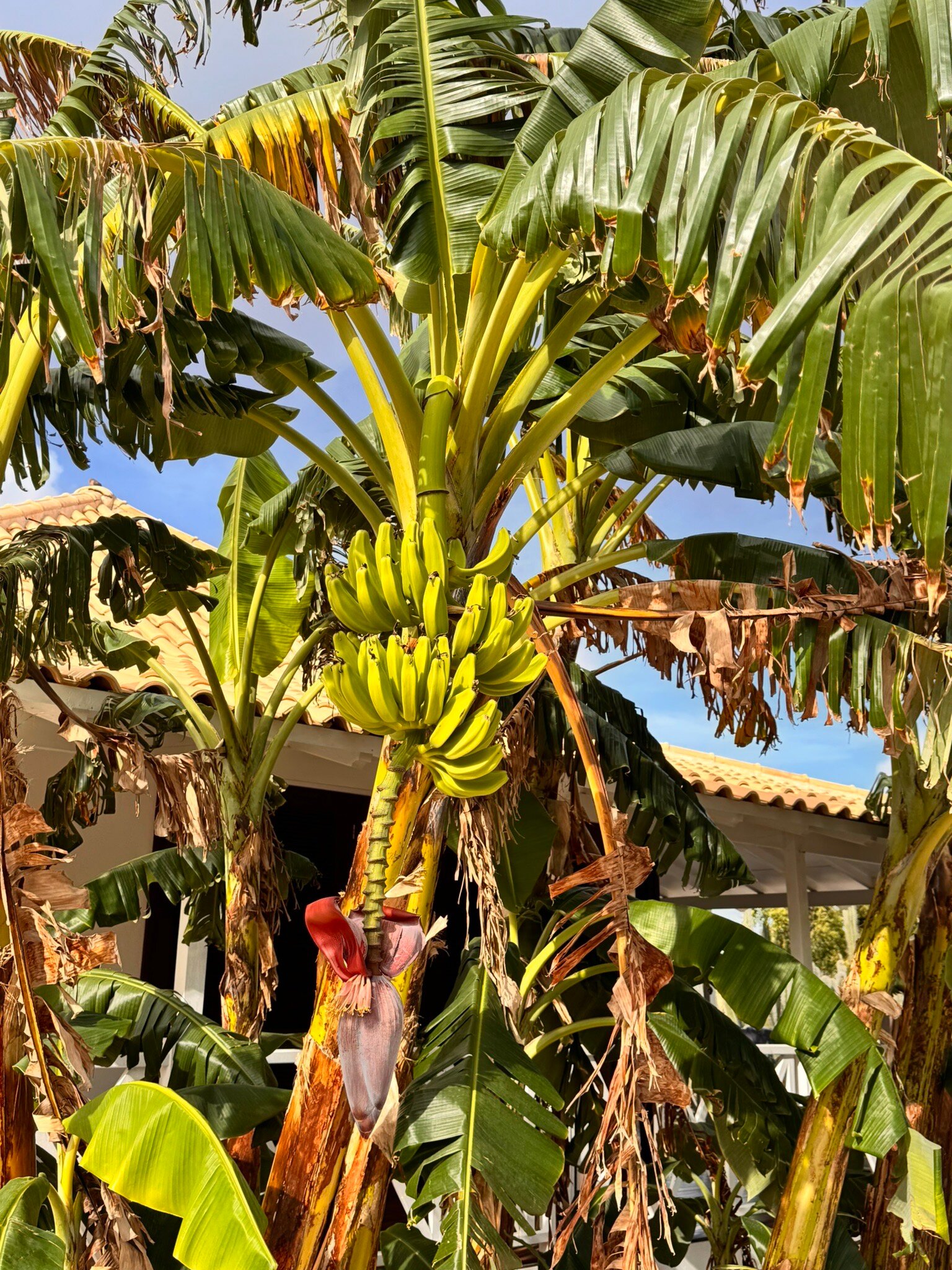 Papagayo Beach Resort-官方
