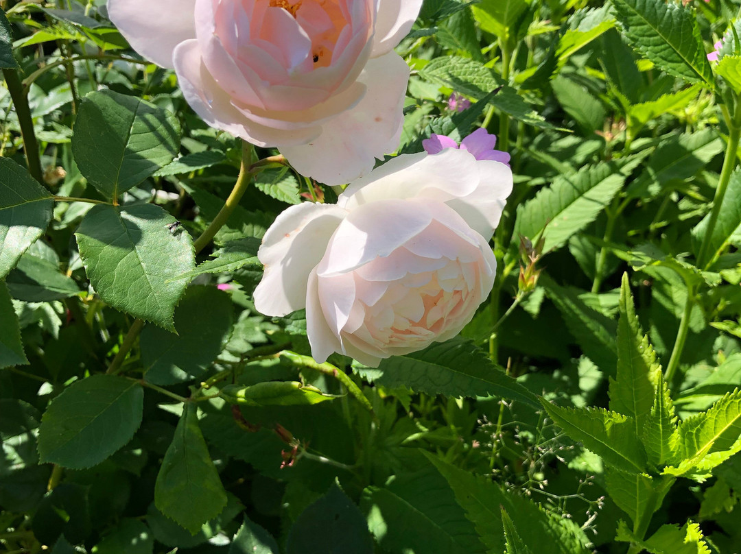 Den Engelska Tradgarden (The English Garden)-Kivik必去景点