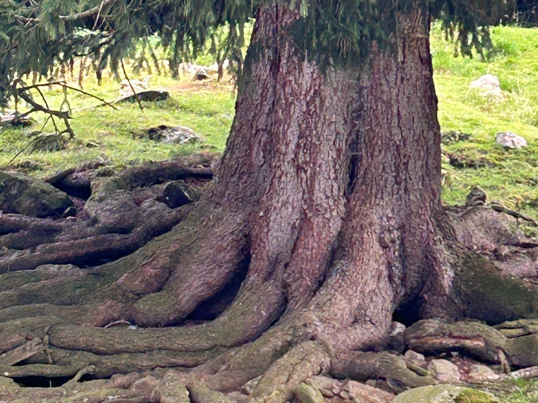 Alpen Wildpark-Feld am See必去景点