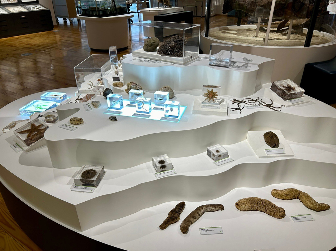 Oki Nature Museum-隐岐之岛町必去景点
