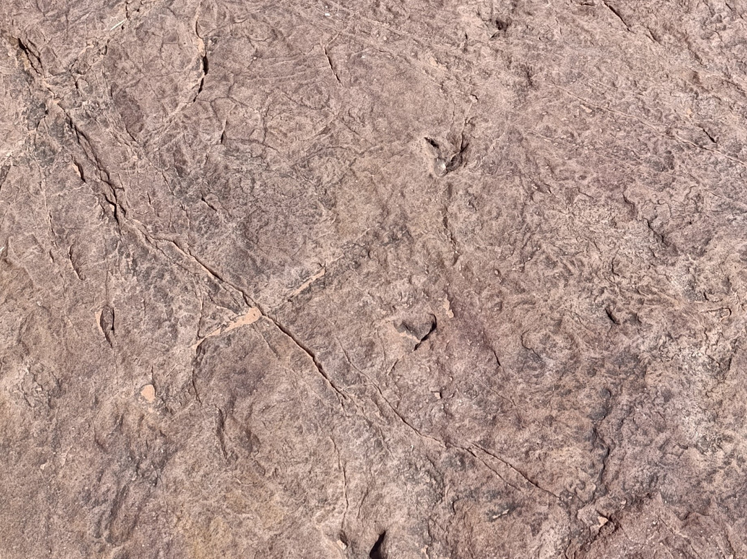 Dinosaur's Tracks主图