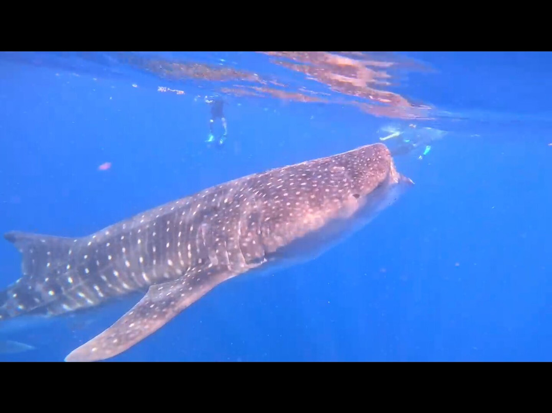 Isla Mujeres Boats-女人岛必去景点