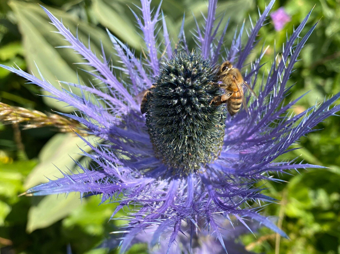 Jardin Botanique Alpin du Lautaret-Villar-d'Arene必去景点