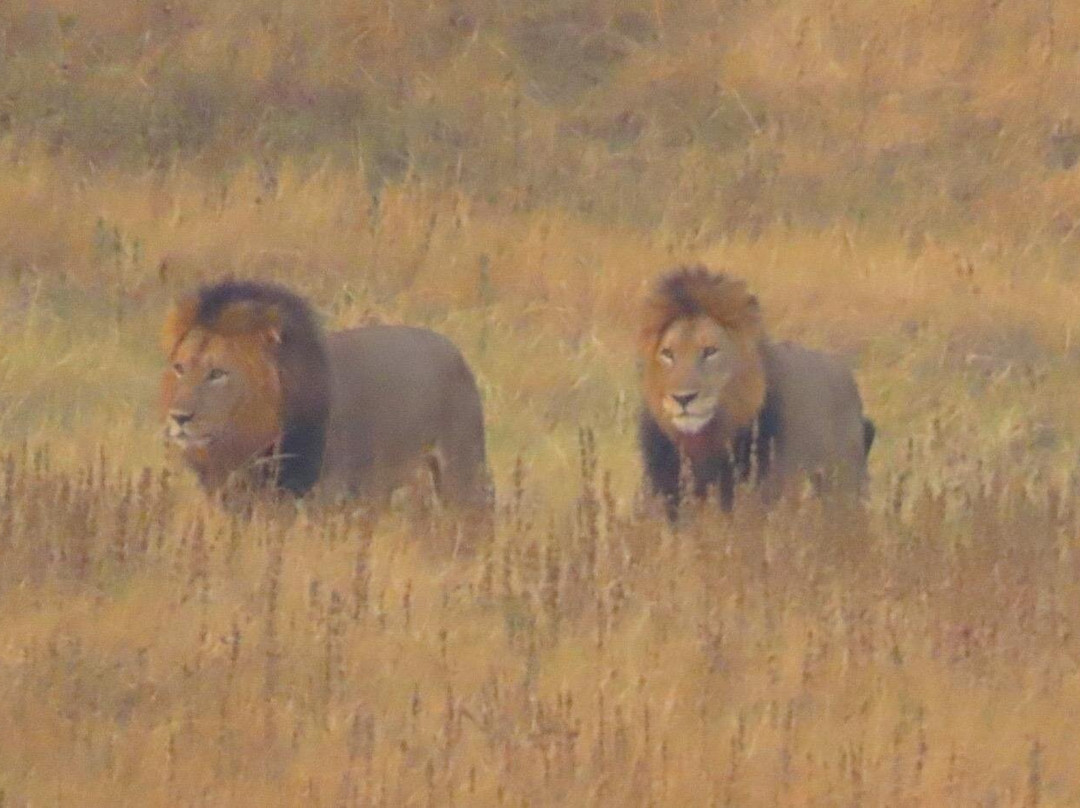 Royal Balloon - Rwanda-Akagera必去景点