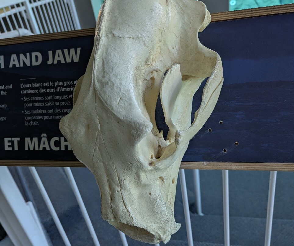 Cochrane Polar Bear Habitat-Cochrane必去景点