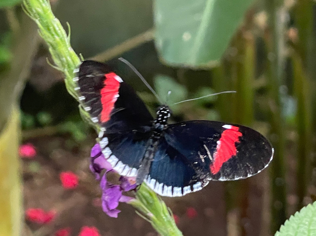 El Jardin de las Mariposas-San Miguel de los Bancos必去景点