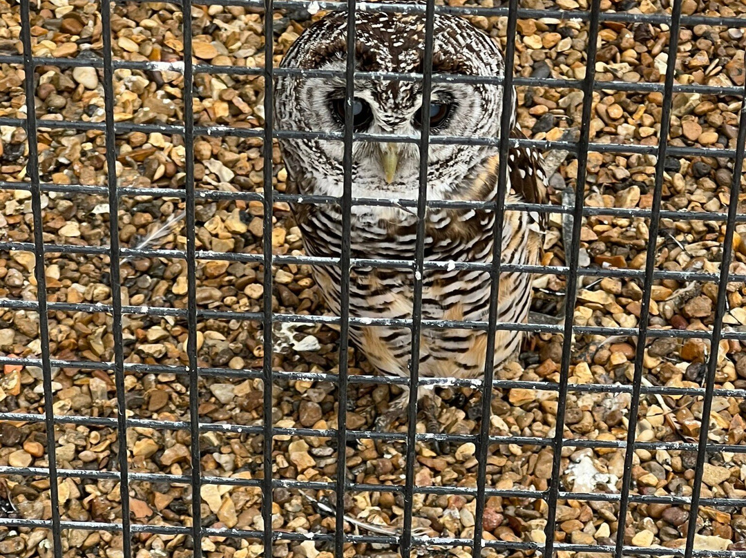 Herring Green Activity Farm-贝德福德必去景点