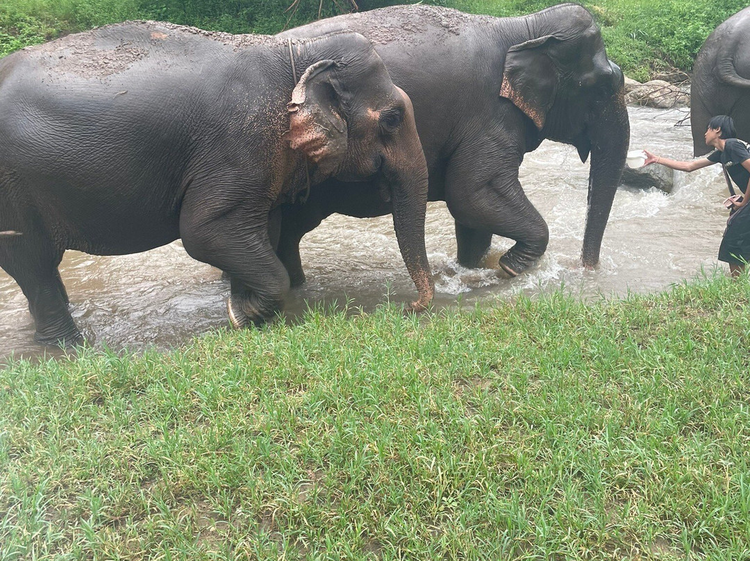 Lanna Kingdom Elephant Sanctuary-清迈必去景点