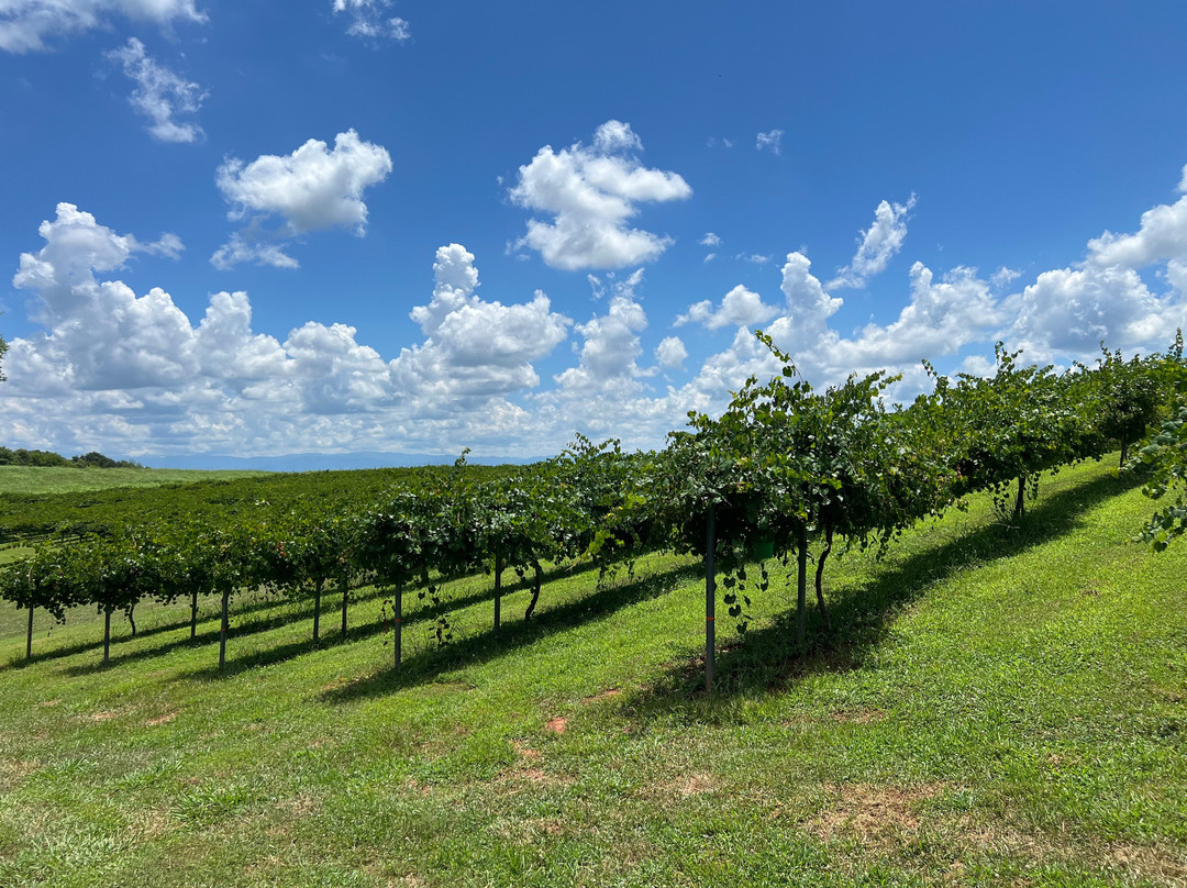 Tsali Notch Vineyard-Madisonville必去景点