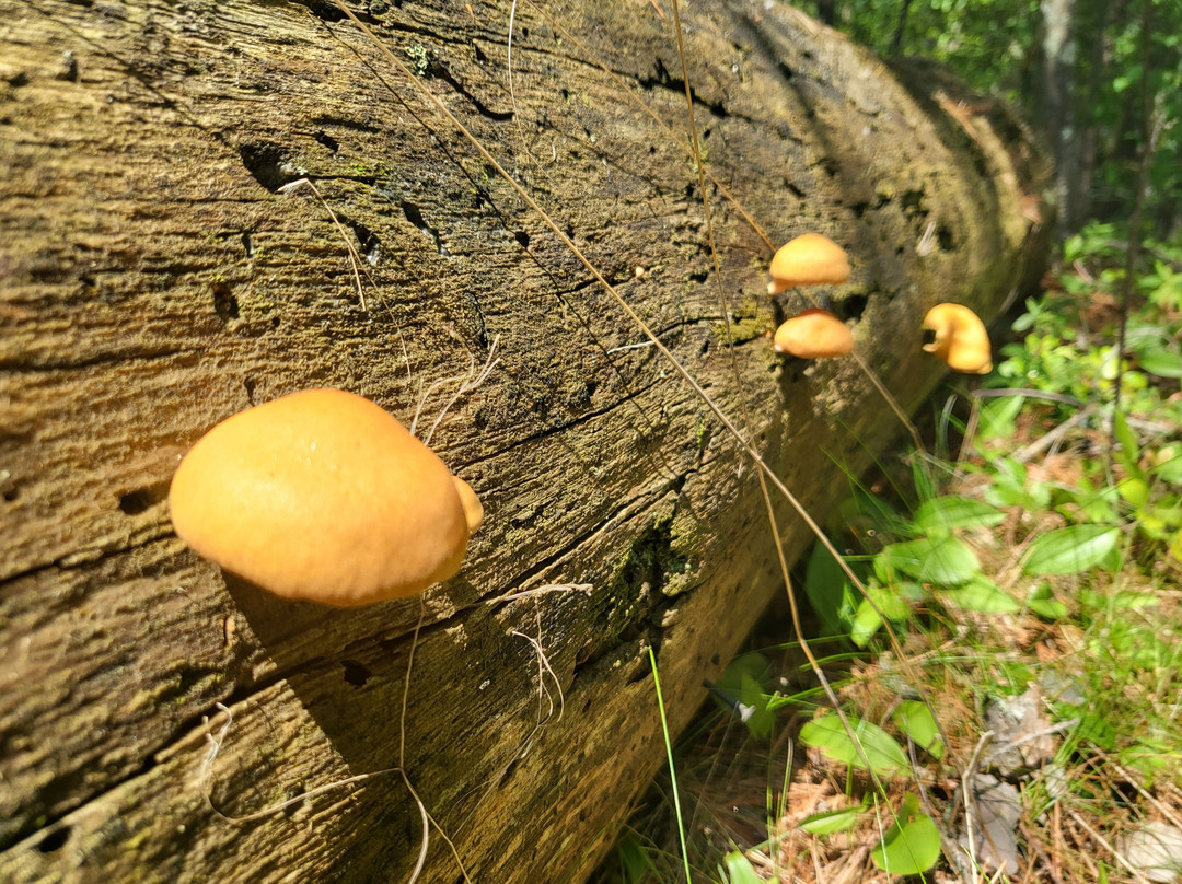 Big Bay Town Park-La Pointe必去景点