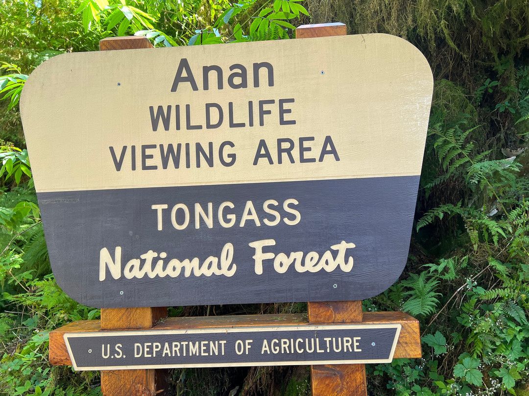 Anan Creek Bear Observatory-Wrangell必去景点