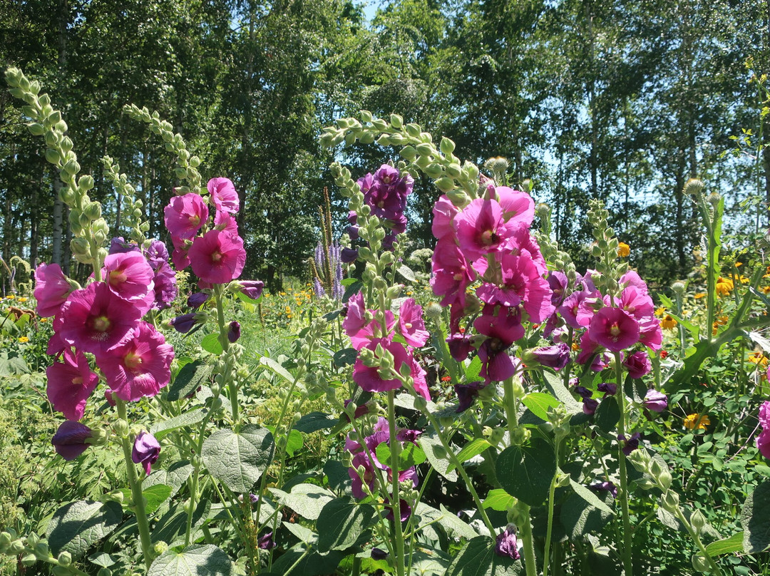 上野农场-旭川市必去景点