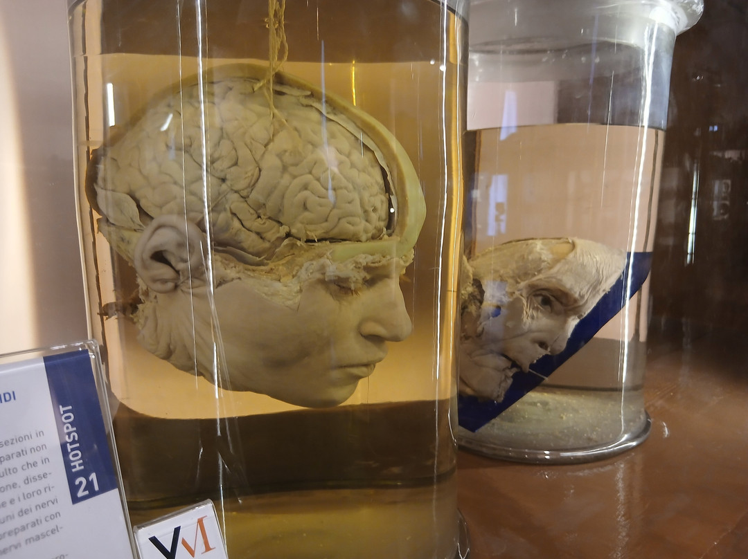 MUSA - Museo Universitario delle Scienze e delle Arti-那不勒斯必去景点