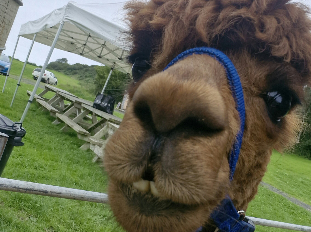 North Coast Alpacas-科尔雷恩必去景点