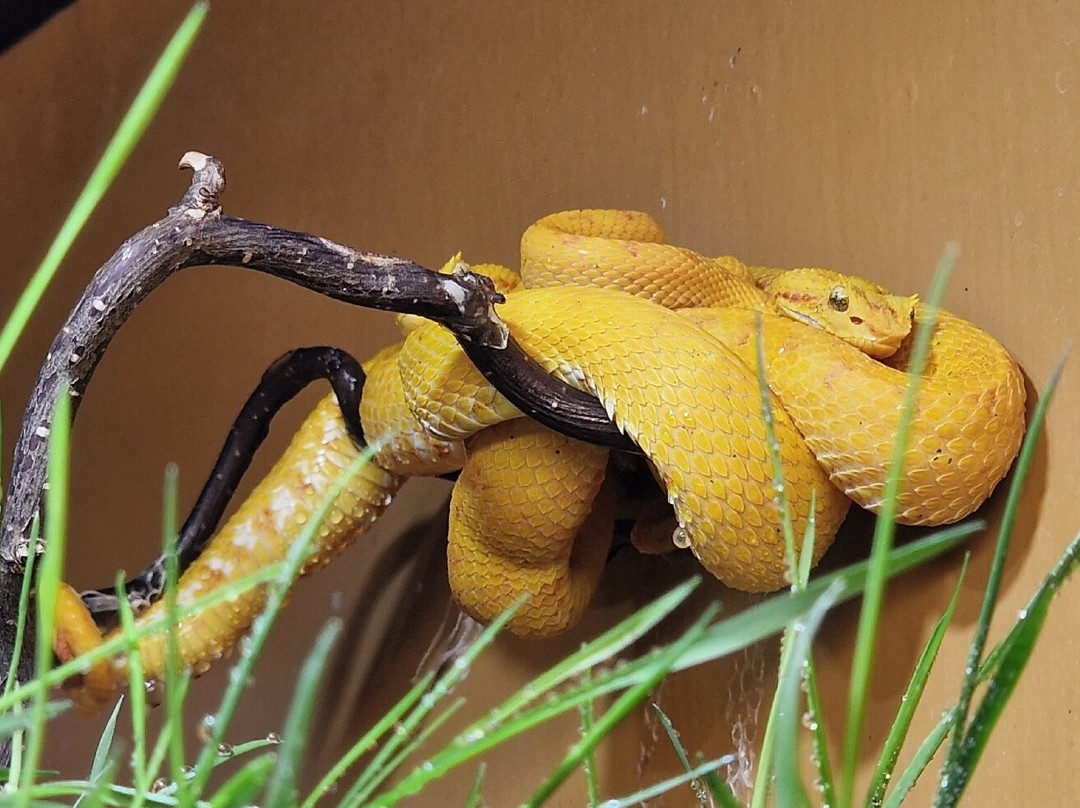 Reptilienzoo Nockalm-Patergassen必去景点