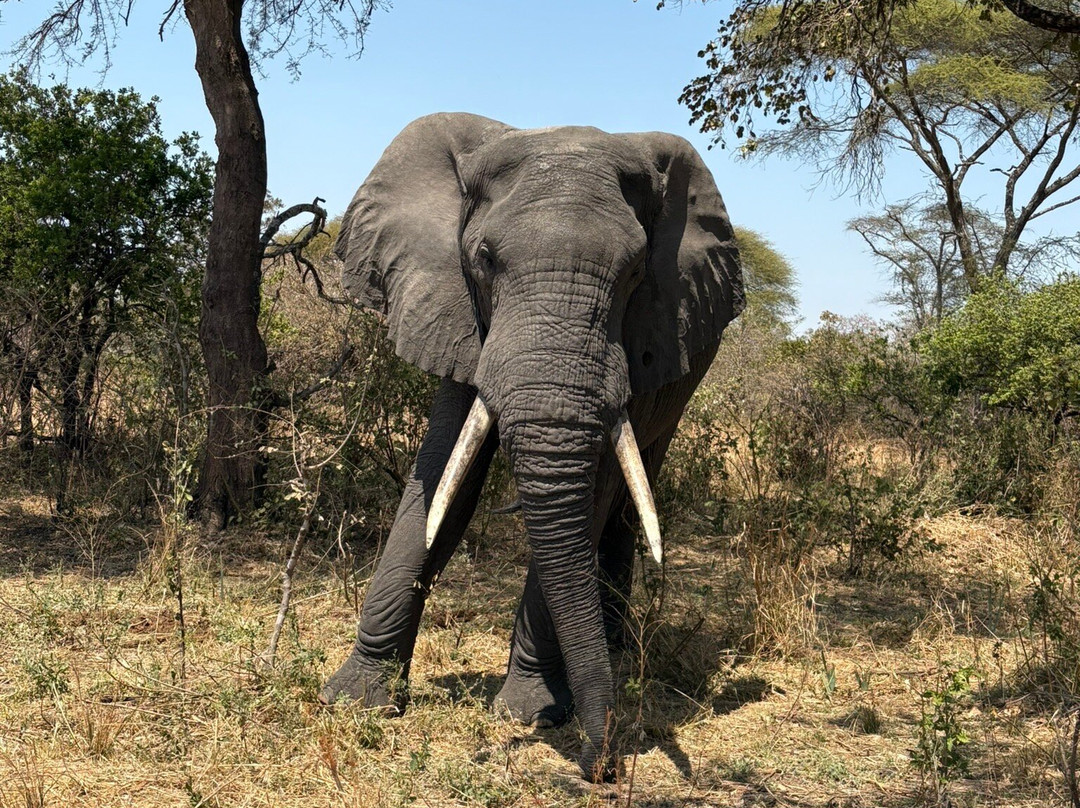 Cruize Wild Safaris-Iringa必去景点