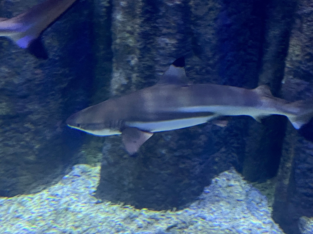 Oceanarium Międzyzdroje-缅济兹德罗耶必去景点