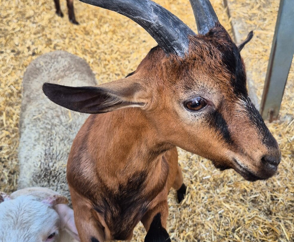 Arkadianos farm-Stavromenos Rethymnis必去景点