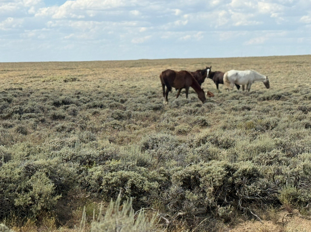Pilot Butte Wild Horse Scenic Loop-Rock Springs必去景点