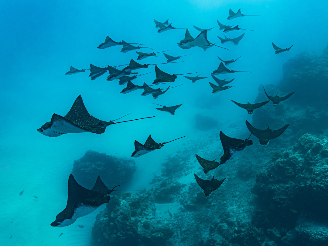 'ATAE : Safari Océan ~ Tahiti-普纳奥亚必去景点