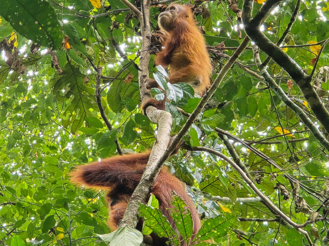 Rudy Ketambe Sumatra Jungle Trekking-Ketambe必去景点