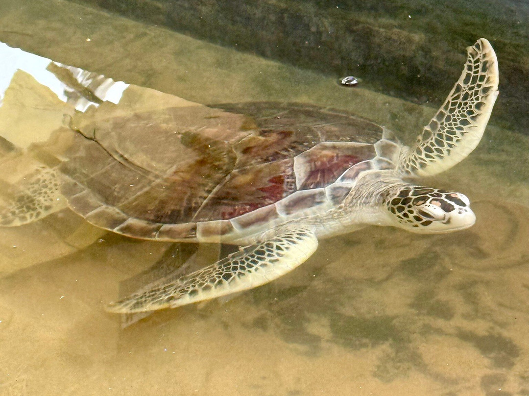 海龟保护协会-班托塔必去景点