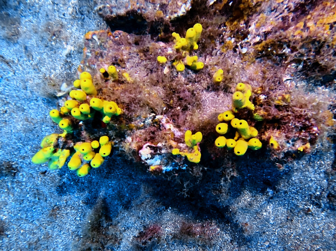 Active Scuba Divers-科斯塔特吉塞必去景点