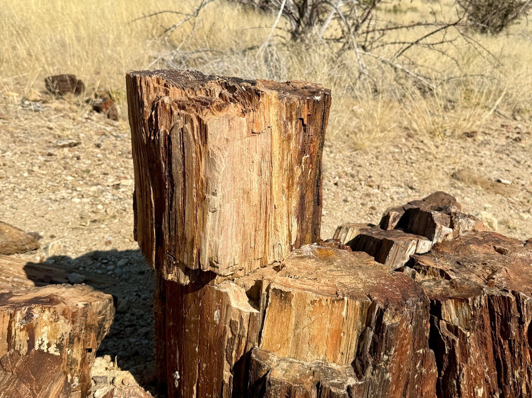 Petrified Forest-Khorixas必去景点