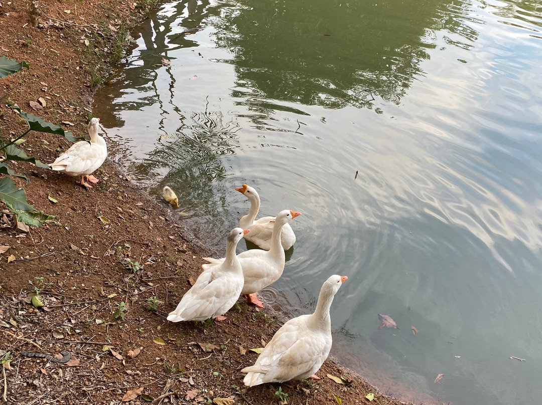 Parque Municipal de Sorriso-Sorriso必去景点