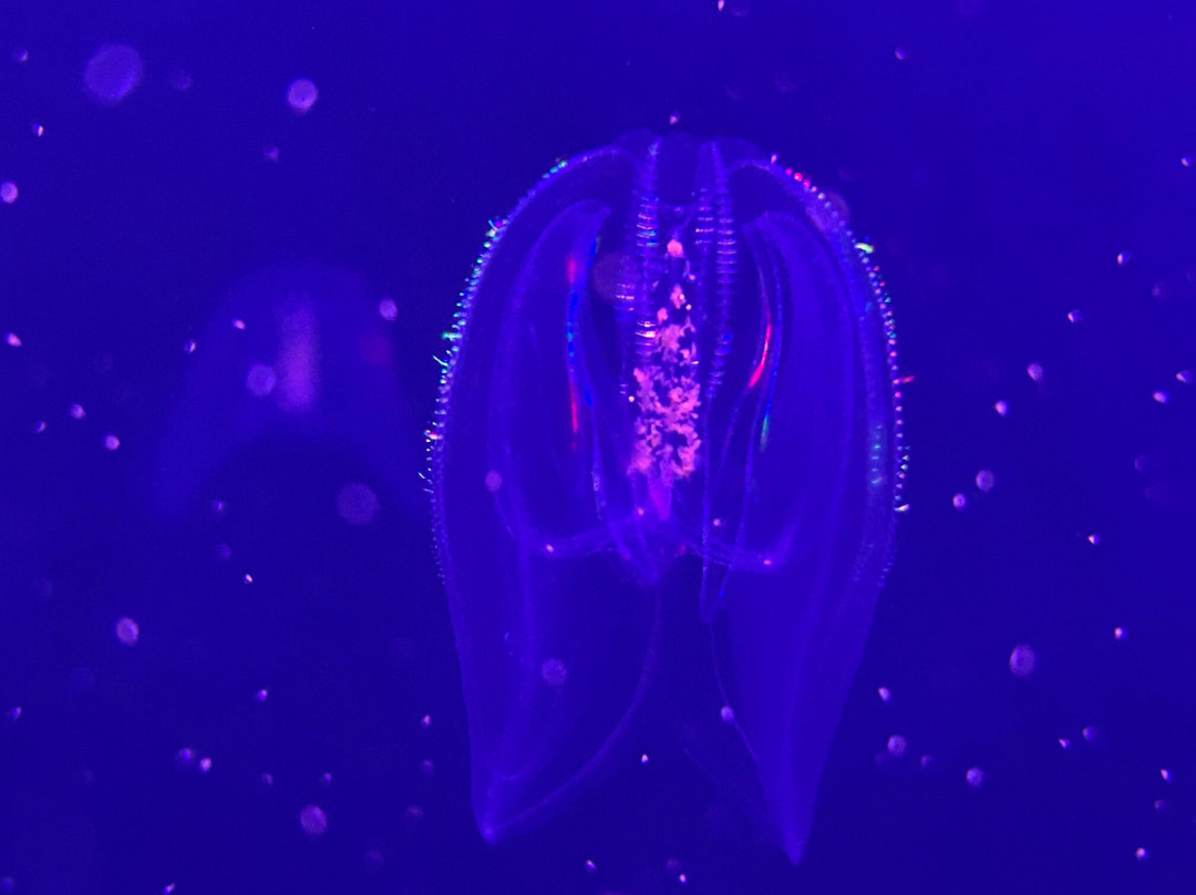 Aquarium GEOMAR-基尔必去景点