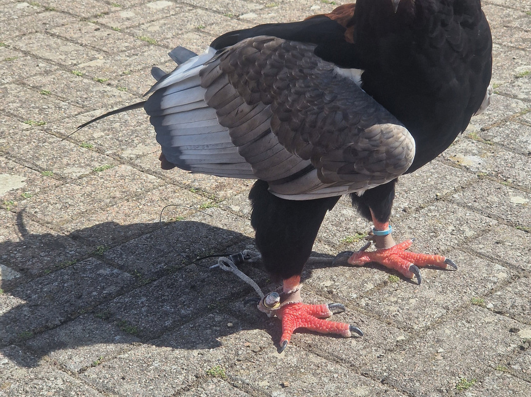 Raptor Foundation-Woodhurst必去景点