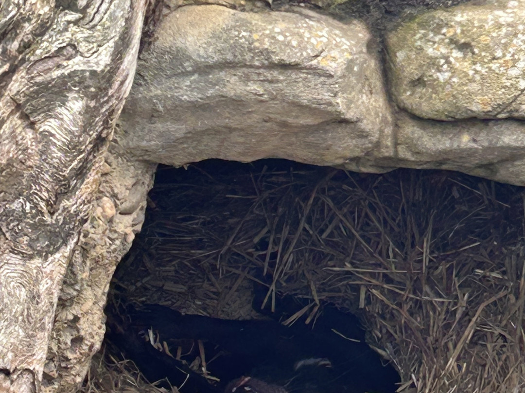 Maru Koala and Animal Park-Grantville必去景点