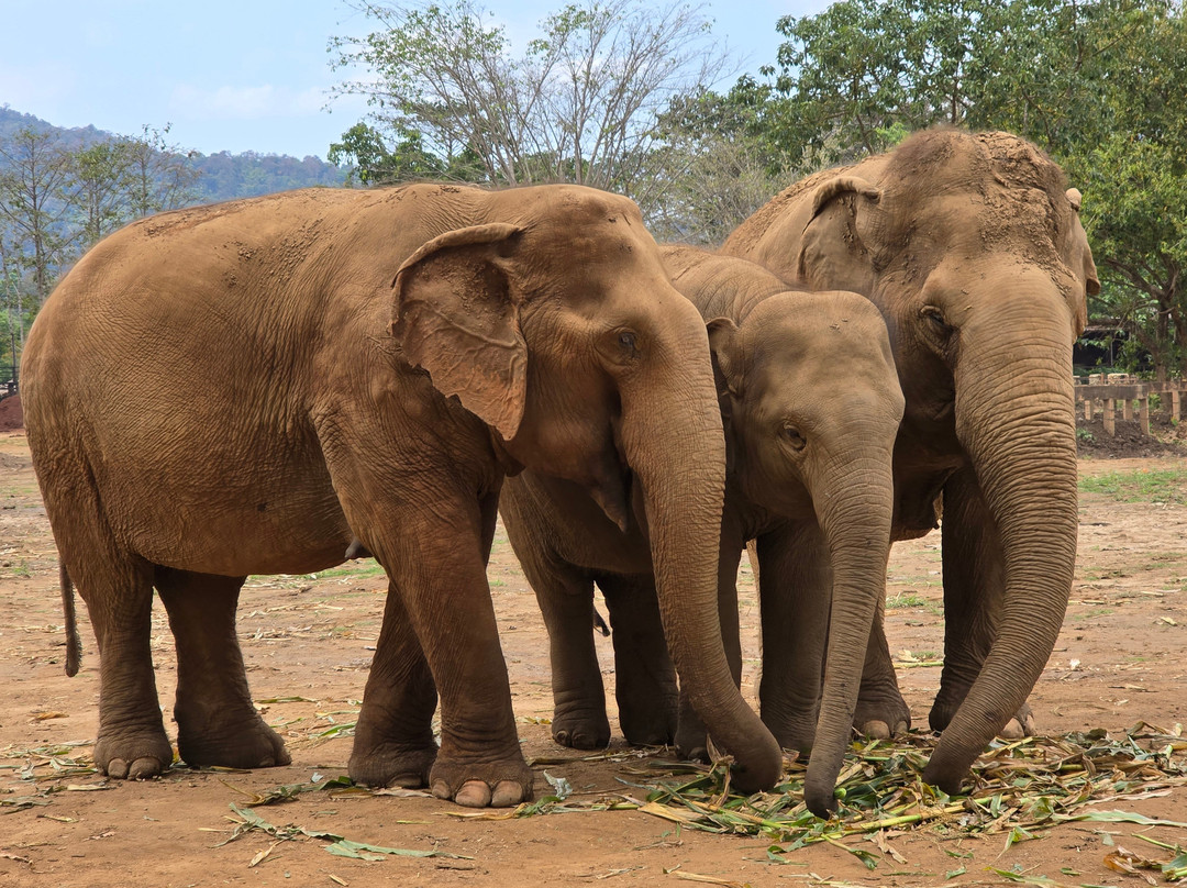 New Elephant Home-Kuet Chang必去景点