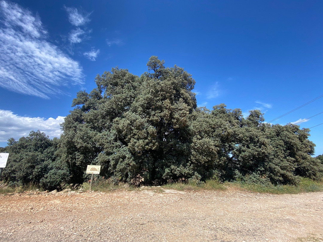 La Carrasca Milenaria-Culla必去景点